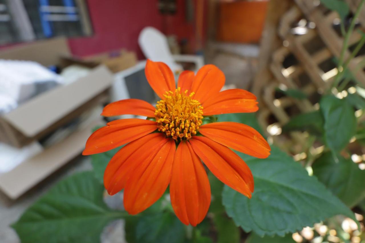 Seabreeze Inn เวสต์เอนด์ ภายนอก รูปภาพ